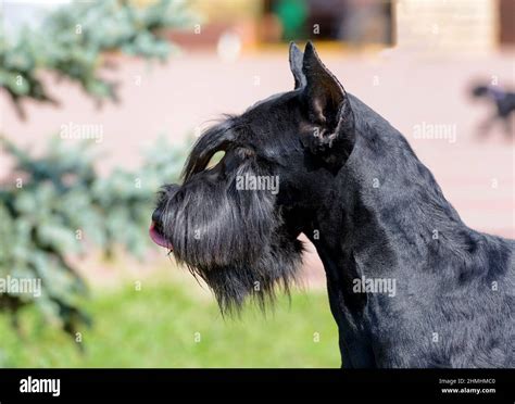 Giant Schnauzer Portrait The Giant Schnauzer Stands On The Green Grass