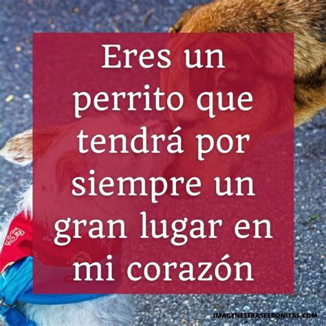 Mensajes Para Perros Fallecidos Im Genes Bonitas Con Frases Gratis