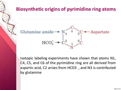 Pyrimidine Biosynthesis