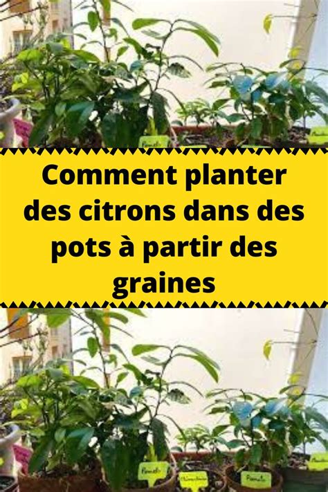 Comment Planter Des Citrons Dans Des Pots Partir Des Graines