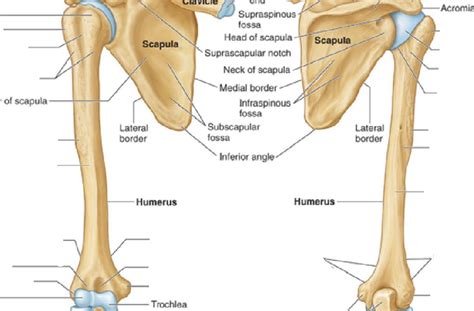 Diagram Of Bony Landmarks Humerus Quizlet