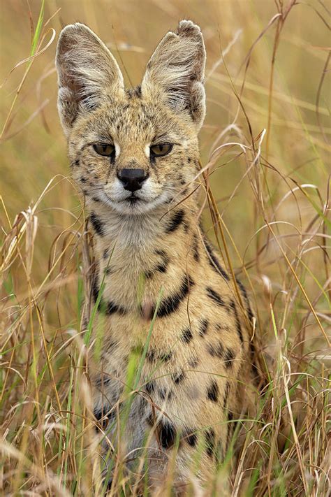 Female Serval Masai Mara National Reserve Kenya Photograph By Sylvain