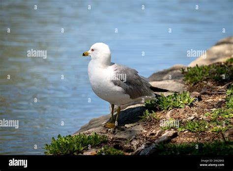 Lone Seagull Eyes A Pond Ready For Flight Stock Photo Alamy