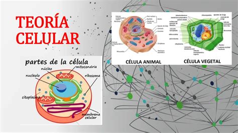 La Celula Teoria Celular Y Las Partes De La Celula Ppt