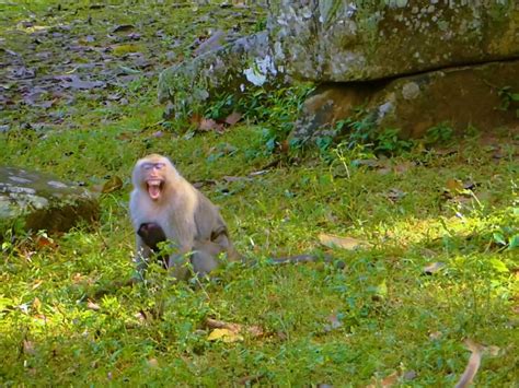 Terrifying crying loudest... Poorest monkey Anita crying very loud ...
