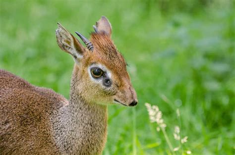 [100+] Dik-dik Wallpapers | Wallpapers.com