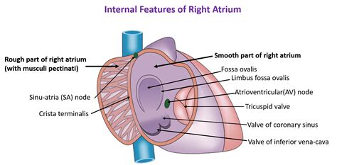 Heart External And Internal Features Anatomy Qa