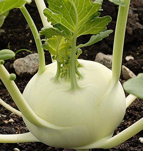 Creative Farmer Vegetable Seeds Chou Rave Seeds Kohlrabi Seeds Seeds