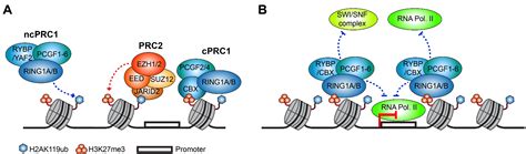 Cells Free Full Text Histone Mono Ubiquitination In Transcriptional