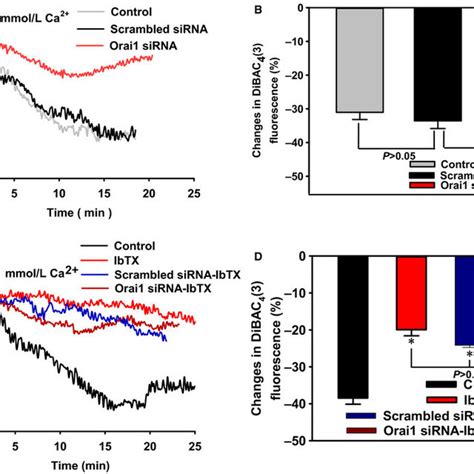 The Role Of Orai1 And BKCa In Store Operated Ca2 Entry Induced