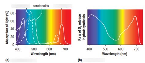 Diagram Of Absorption Spectrum Of Chlorophyll Quizlet