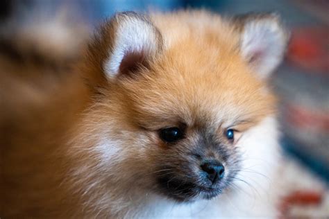 Dog of the Day: Floof the Pomeranian Puppy | The Dogs of San Francisco