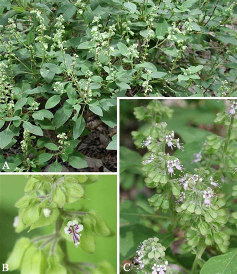 Medicina Maya La Albahaca De Monte Como Una Soluci N A Las