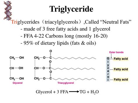 PPT - Chapter 5 lipids metabolism PowerPoint Presentation, free ...