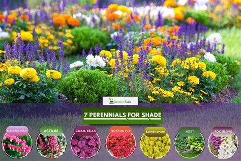 7 Zone 5 Perennials For Shade Or Partial Shade