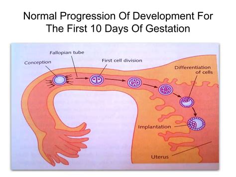 trimester  pregnancy pptx