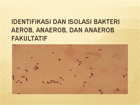 Identifikasi Dan Isolasi Bakteri Aerob Anaerob Dan Anaerob