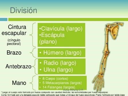 Conceptualizacion Anatomica Estudios Radiograficos De Miembros