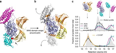 Mechanism Of Actin Monomer Recycling By CAP A The C Terminal Half Of