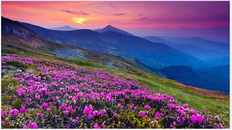 Zoom Calming Mountains Background 5 Pack 1 High Quality Zoom