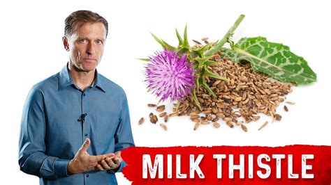 Milk Thistle The Amazing Herb For Your Liver Youtube