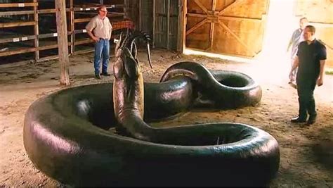 Omg Titanoboa Monster Snake The Largest Snake Discovered Ever The