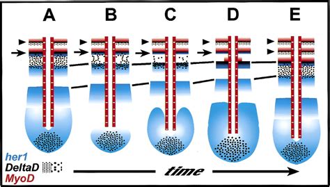 Control Of Her1 Expression During Zebrafish Somitogenesis By A Delta