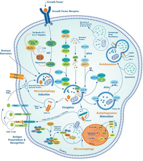 Autophagy Signaling Interactive Pathway Novus Biologicals