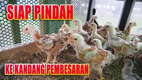 Doc Ayam Kub Siap Dipindah Ke Kandang Pembesaran Youtube