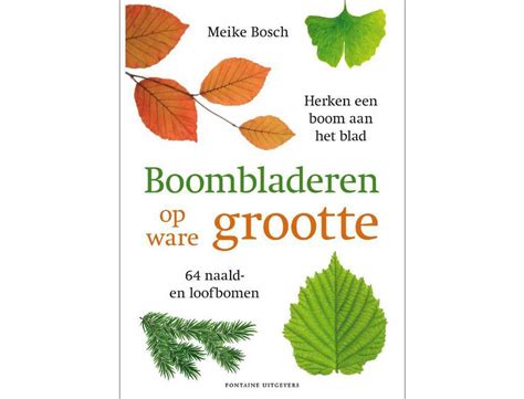 Clipart Bomen Determineren