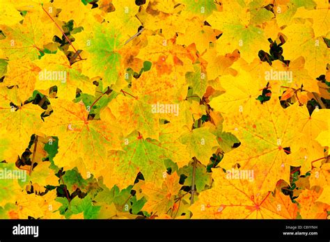 autumn fall leaves   maple tree  closeup stock photo alamy