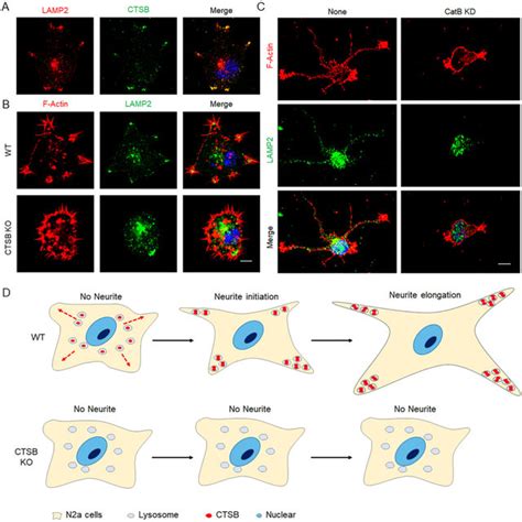 Expression Of Cathepsins Including CTSB Were Increased During The