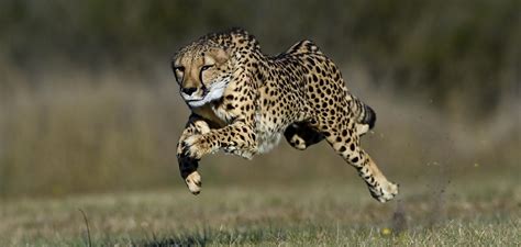 Wild Cat Conservation Centre - Cheetah Run Experience