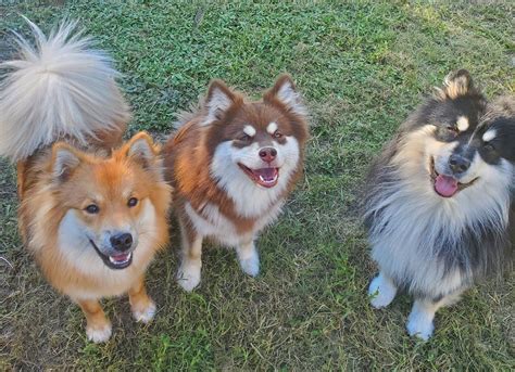 seahaven finnish lapphunds  florida finnish lapphund puppies good dog