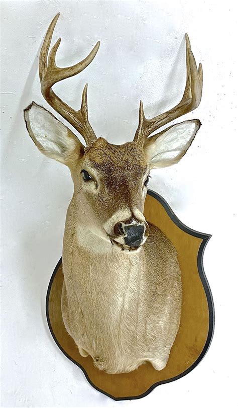 whitetail deer shoulder mount deer shoulder mount deer head decor