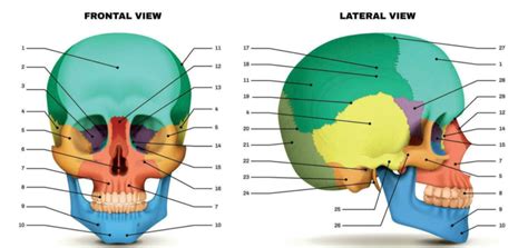 diagram afbeeldingen anatomie schedel quizlet