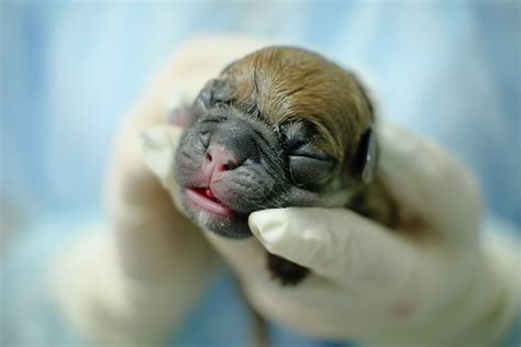 Dog C Section Recovery Time Wound Care And Complications Memphis