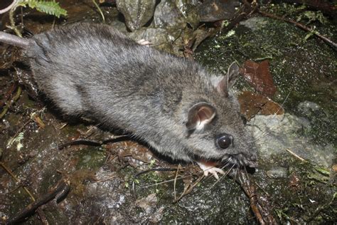 Rat N Negruzco Biodiversidad Del Ejido San Gabriel Tezonapa Veracruz