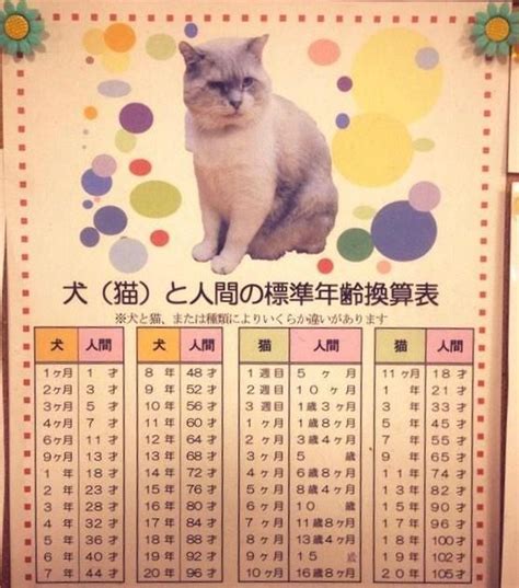 【人間年齢にすると何歳になる？】犬と猫の年齢換算表（画像） Corobuzz 猫 猫 年齢 犬と猫