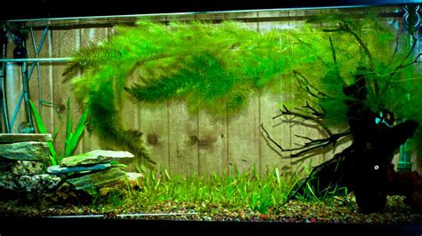 Hornwort Ceratophyllum Demersum Aquasnails