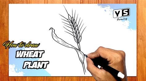 How To Draw Wheat Plant