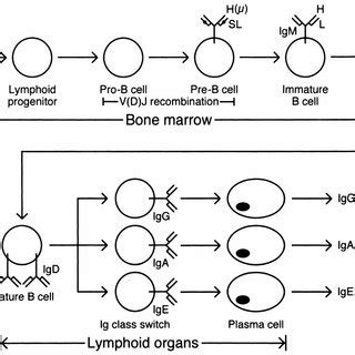 B Cell Differentiation Pathway And Immunoglobulin Gene Rearrangements