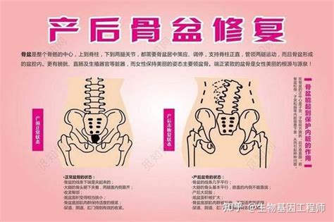 产后子宫的恢复各自要多长时间恢复包括3个部位分别是哪3个 知乎