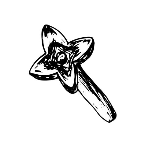 Vector clove sketch. Hand drawn dried cloves flower clip art. 20580158 ...