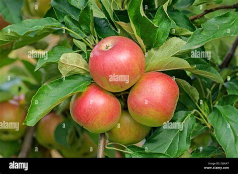 Apple Tree Malus Domestica Idared Malus Domestica Idared Aplles