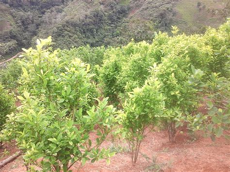 Cultivos de coca se disparan en Perú con plantaciones en frontera con