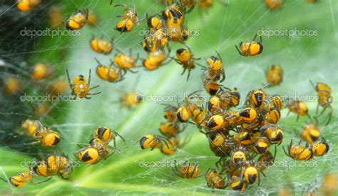 Rare photography. Nest of newborn Wasp Spiders cross-orbweavers ...