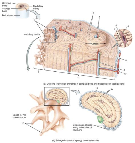 Osteon Structure Diagram Quizlet