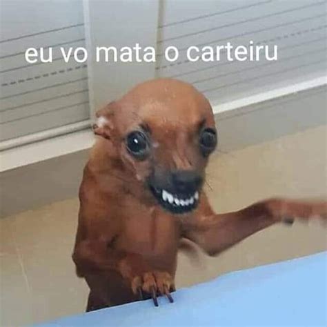 Pinscher Meme Pesquisa Google Memes Engra Ados Frases Engra Adas