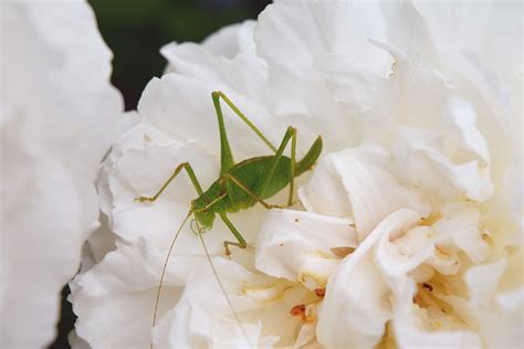 Natural Grasshopper White Flower - Free photo on Pixabay